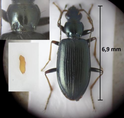 Bembidion bugnioni